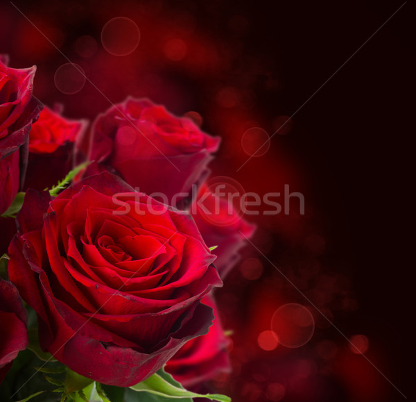 Stock photo: scarlet roses  on dark background