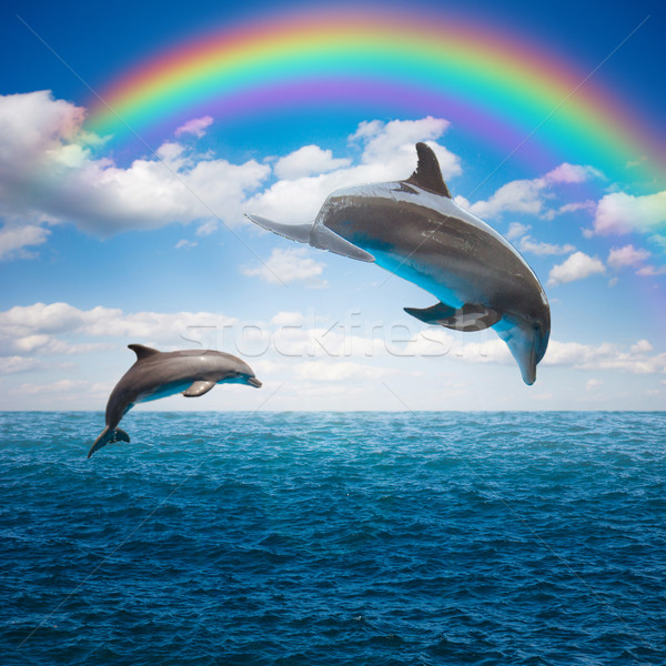 Para skoki delfiny pejzaż morski tęczy głęboko Zdjęcia stock © neirfy