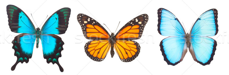 Stock photo: Blue morpho monarch and Sea Green Swallowtail butterflies 