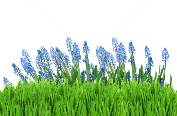 Muscari flowers with grass  Stock photo © neirfy