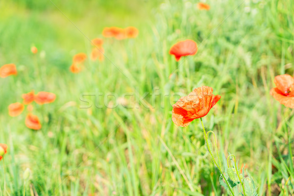 Summer poppy filed Stock photo © neirfy