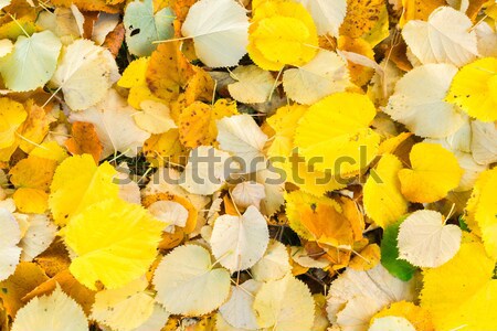Alder tree fall leaves background Stock photo © neirfy