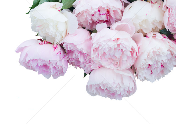 Fraîches fleurs pâle rose [[stock_photo]] © neirfy