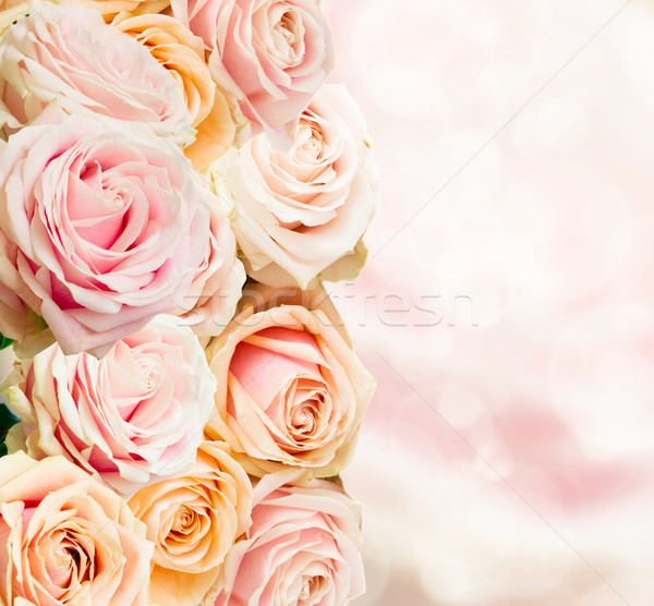 Pâle roses frontière floraison jardin bokeh [[stock_photo]] © neirfy