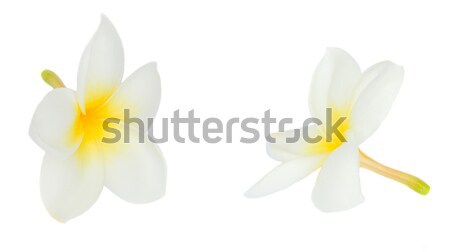 Twee bloemen geïsoleerd witte ontwerp zomer Stockfoto © neirfy