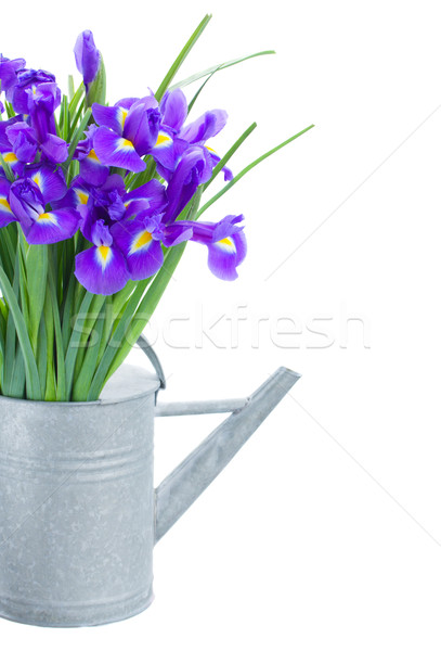 bunch of blue irise flowers in watering can Stock photo © neirfy