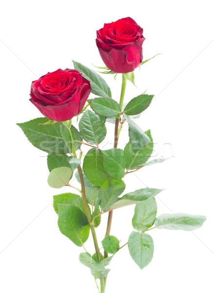 two scarlet red roses Stock photo © neirfy