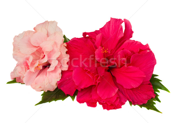 red and pink hibiscus flowers Stock photo © neirfy