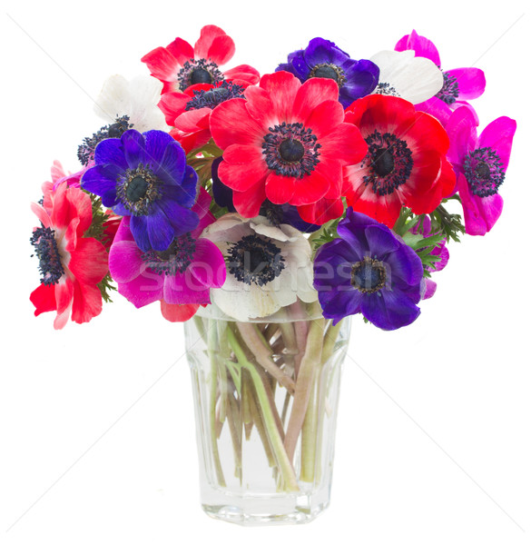 anemone flowers  Stock photo © neirfy