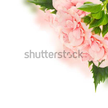 border of colorful hibiscus flowers Stock photo © neirfy