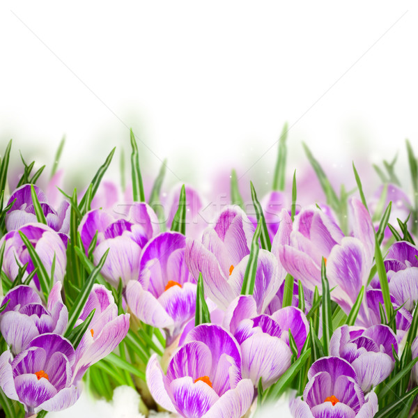 Stockfoto: Voorjaar · bloemen · groeiend · grens · witte