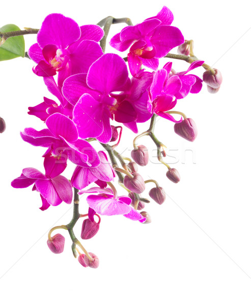Stock photo: Bunch of violet orchids 