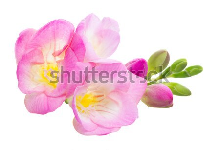 Proaspăt flori roz izolat alb primăvară Imagine de stoc © neirfy