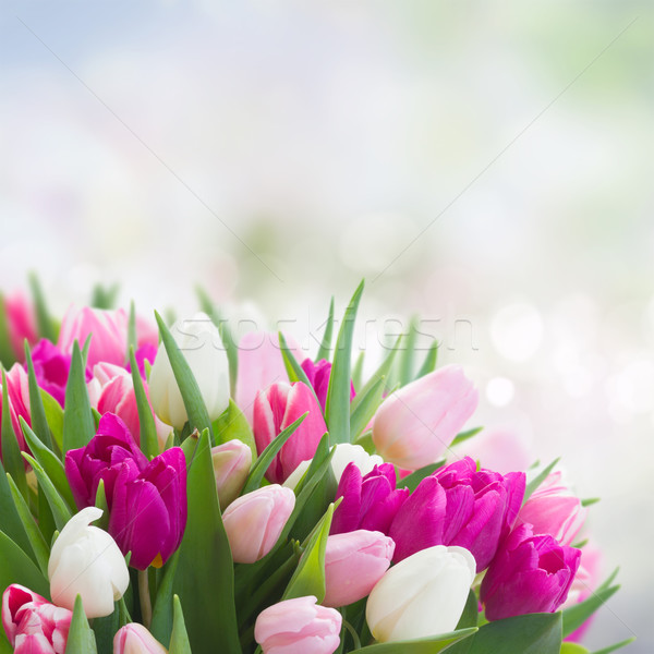 Stock fotó: Virágcsokor · rózsaszín · lila · fehér · tulipánok · köteg