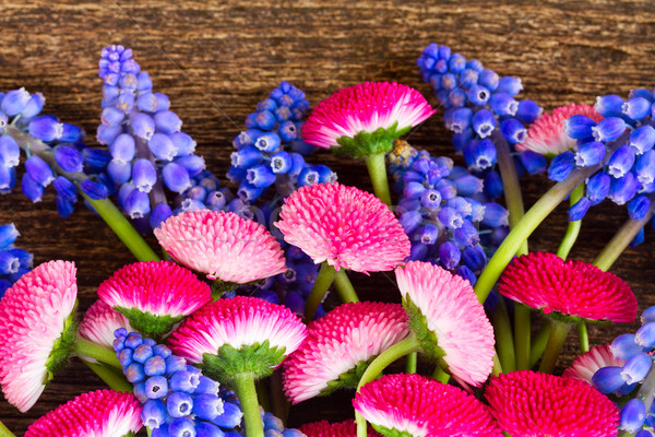 Muscari and Daisy Flowers Stock photo © neirfy