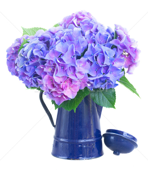 Foto stock: Azul · violeta · flores · olla · aislado · blanco