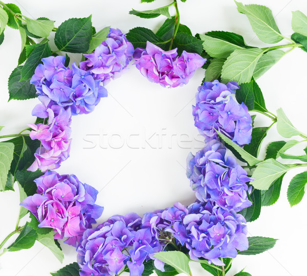 blue and violet hortensia flowers Stock photo © neirfy