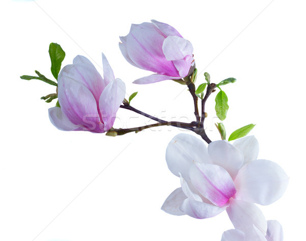 Magnolie flori alb frunze Imagine de stoc © neirfy