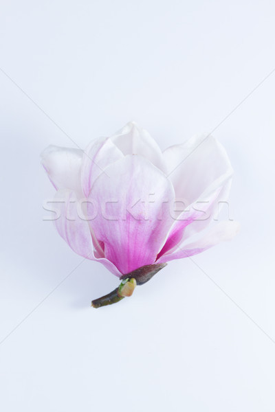 Foto stock: Magnólia · flores · rosa · flor · branco