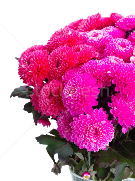Blau Chrysantheme Blumen Haufen magenta rosa Stock foto © neirfy