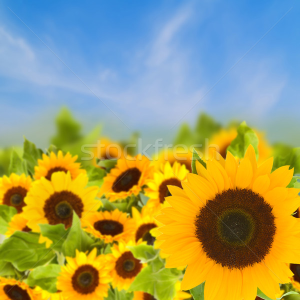  bight sunflowers field Stock photo © neirfy