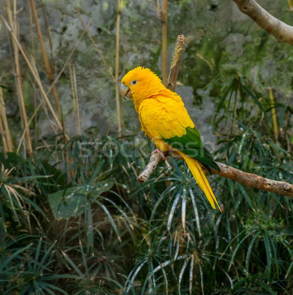 Colourful yellow lori parrot  on the perch Stock photo © neirfy