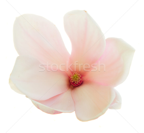 Roz magnolie flori una Imagine de stoc © neirfy