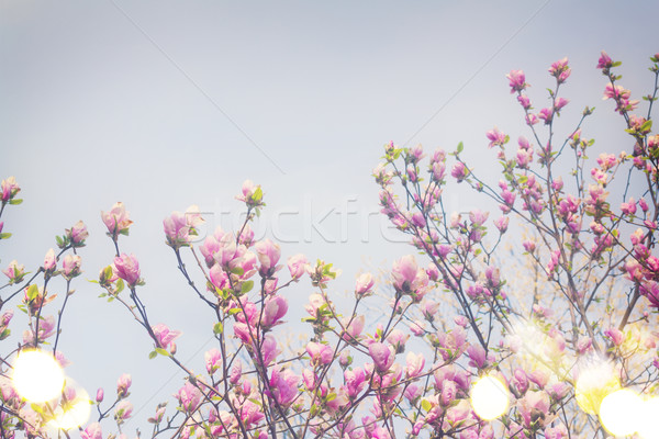 Magnolie copac roz Blue Sky retro Imagine de stoc © neirfy