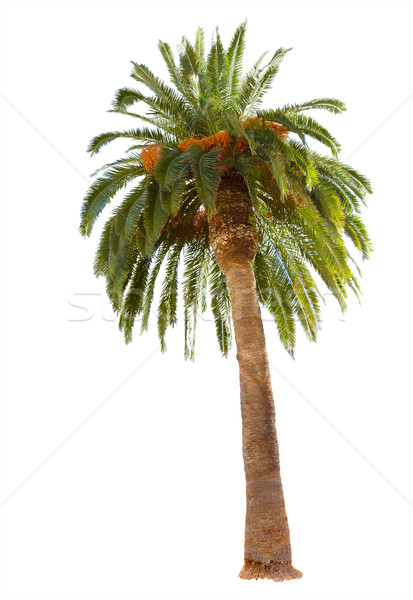 palm tree on white  Stock photo © neirfy