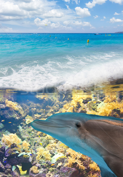 Zeegezicht dolfijnen turkoois zee onderwater dolfijn Stockfoto © neirfy