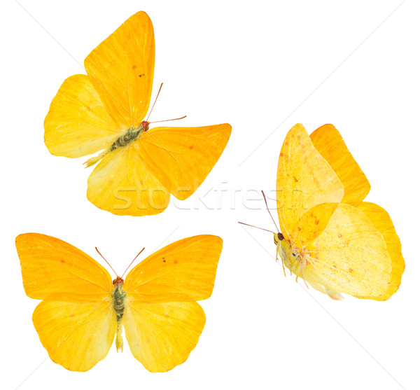 apricot sulphur butterfly Stock photo © neirfy