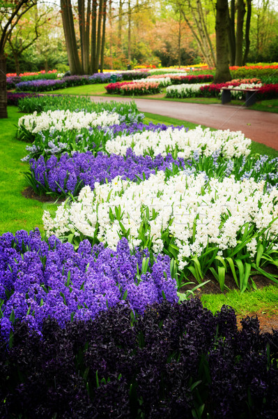 blue hyacinth flowerbed Stock photo © neirfy