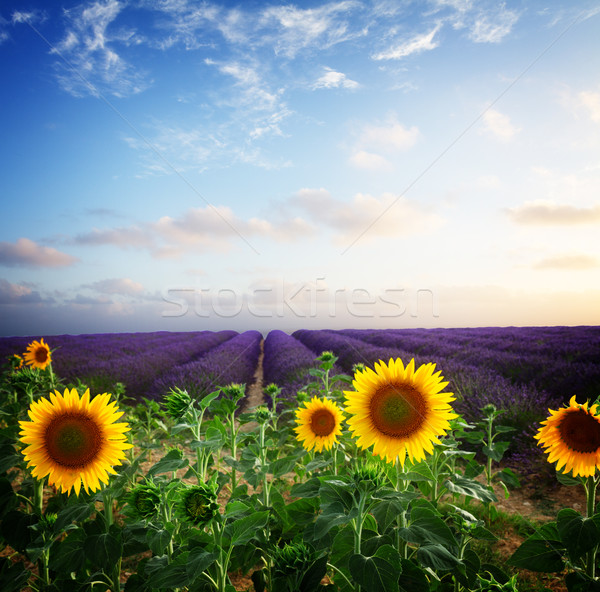 Sunflower and Lavender field Stock photo © neirfy