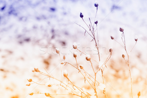 Winter landscape with snow Stock photo © neirfy