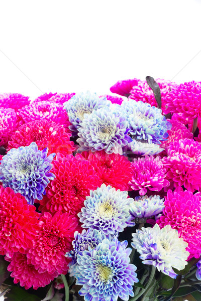 Blau Chrysantheme Blumen magenta rosa frischen Stock foto © neirfy