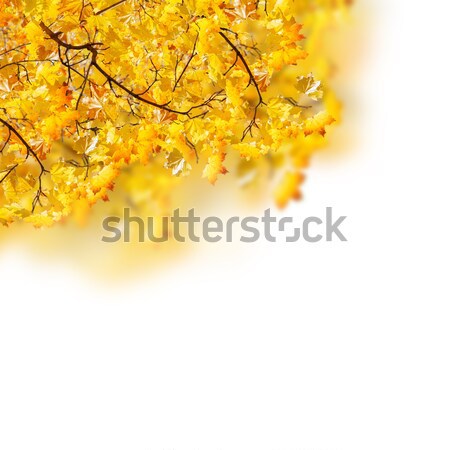 Vallen bladeren grens Geel esdoorn geïsoleerd Stockfoto © neirfy
