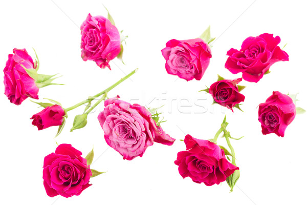  mauve roses Stock photo © neirfy