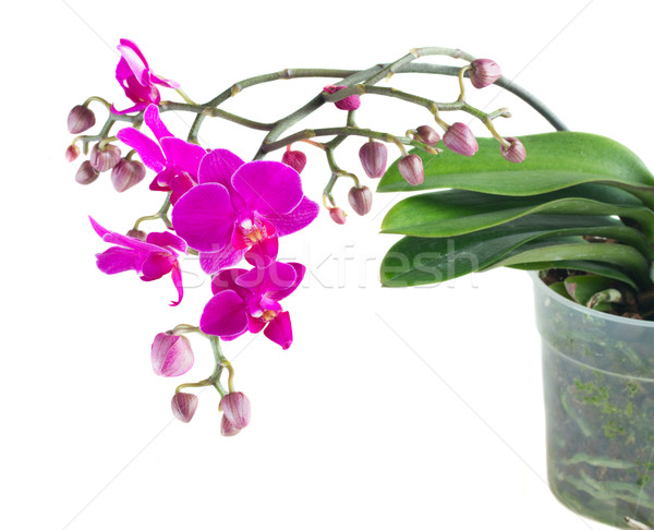 Foto stock: Monte · violeta · orquídeas · folhas · verdes · pote · isolado