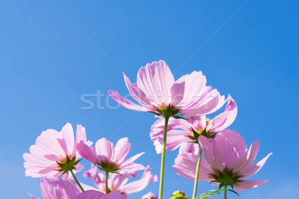 Rosa flores brilhante blue sky fresco céu Foto stock © neirfy