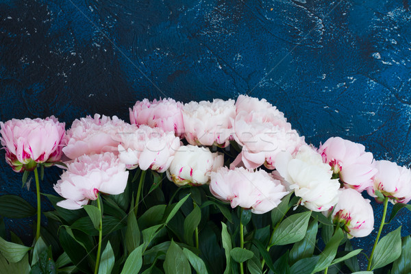 Fresh peonies on blue Stock photo © neirfy