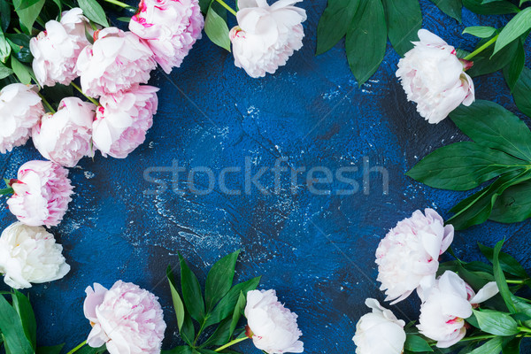 Stock photo: Fresh peonies on blue