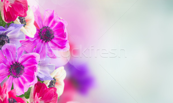 anemone flowers in garden Stock photo © neirfy