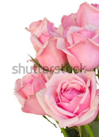 mauve rose with petals Stock photo © neirfy