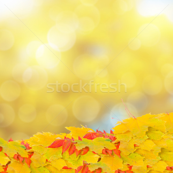 fall leaves on bokeh background Stock photo © neirfy