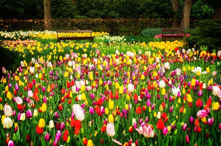 Wiosennych kwiatów Holland ogród tulipany kwiat Zdjęcia stock © neirfy