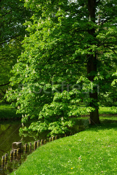 Park Warschau Stelle Polen Wasser Gras Stock foto © neirfy