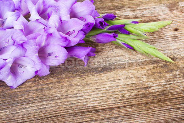 gladiolus flowers Stock photo © neirfy