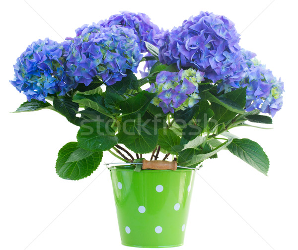 blue hortensia flowers Stock photo © neirfy