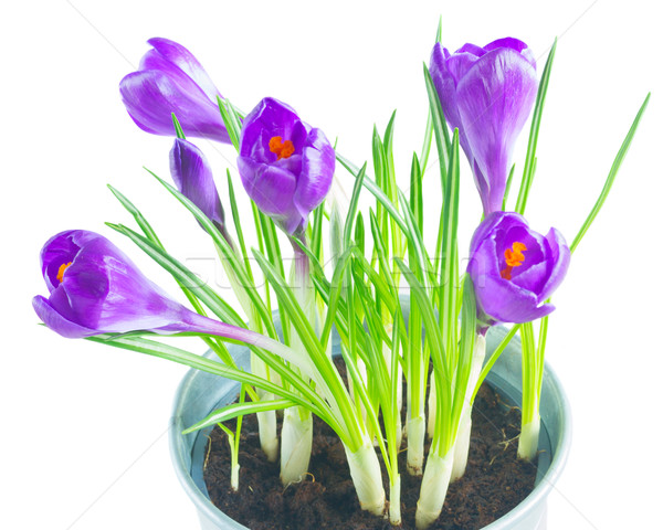 Purple crocus flowers Stock photo © neirfy