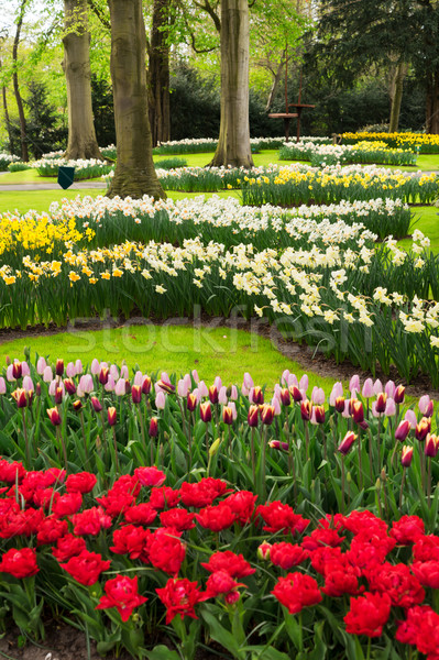 Pink and Red tulips Stock photo © neirfy